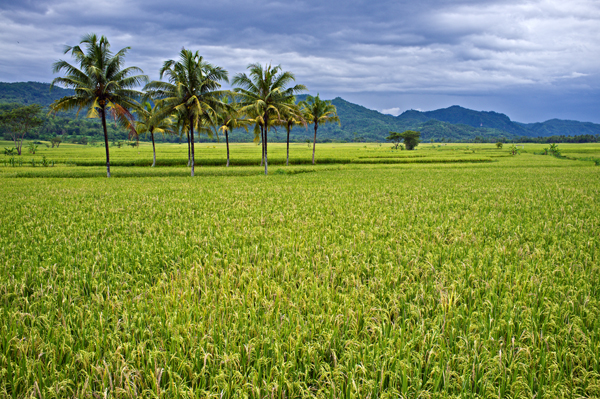 SCENERY mountain`SN 100